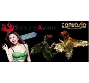 Tonyasia Judi Sabung Ayam Terpercaya | sabung ayam | judi sabung ayam