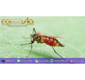 Penyebaran Malaria Super Di Asia Tenggara |Tembak Ikan | Tembak Ikan Online