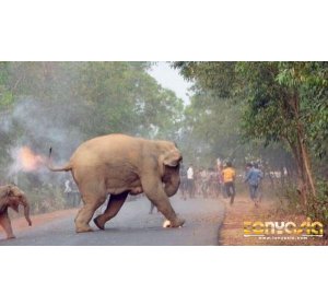 Foto Gajah Mendapatkan Penghargaan Kompetisi Fotografi Satwa Liar | Judi Blackjack Online | Bandar Blackjack